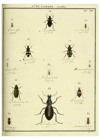 Reproducción/Reproduction 8112705660: Entomologie, ou, Histoire naturelle des insectes :. A Paris :De l'Imprimerie de Baudoin,1789-1808.