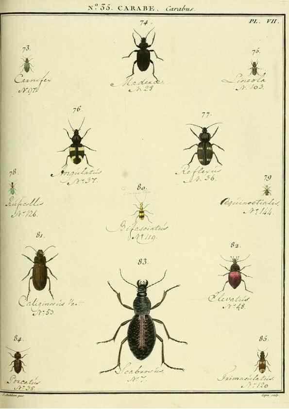 Reproducción/Reproduction 8112705660: Entomologie, ou, Histoire naturelle des insectes :. A Paris :De l'Imprimerie de Baudoin,1789-1808.
