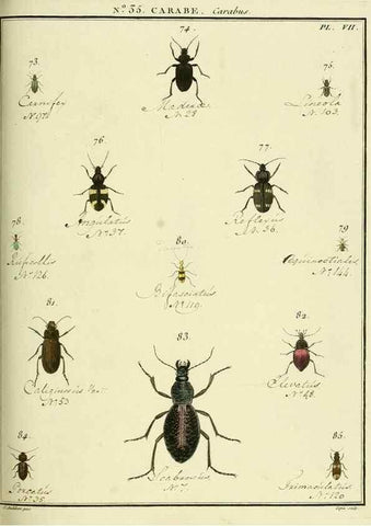 Reproducción/Reproduction 8112705660: Entomologie, ou, Histoire naturelle des insectes :. A Paris :De l'Imprimerie de Baudoin,1789-1808.