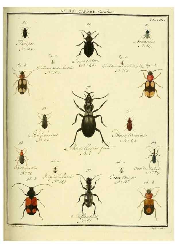Reproducción/Reproduction 8112706188: Entomologie, ou, Histoire naturelle des insectes :. A Paris :De l'Imprimerie de Baudoin,1789-1808.