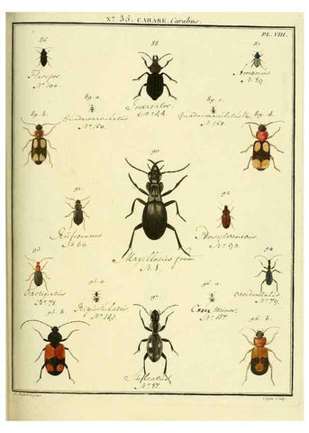 Reproducción/Reproduction 8112706188: Entomologie, ou, Histoire naturelle des insectes :. A Paris :De l'Imprimerie de Baudoin,1789-1808.