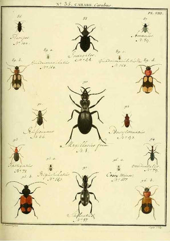 Reproducción/Reproduction 8112706188: Entomologie, ou, Histoire naturelle des insectes :. A Paris :De l'Imprimerie de Baudoin,1789-1808.