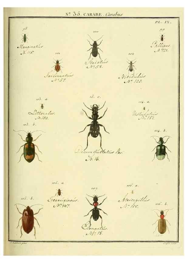 Reproducción/Reproduction 8112706642: Entomologie, ou, Histoire naturelle des insectes :. A Paris :De l'Imprimerie de Baudoin,1789-1808.