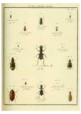 Reproducción/Reproduction 8112706642: Entomologie, ou, Histoire naturelle des insectes :. A Paris :De l'Imprimerie de Baudoin,1789-1808.