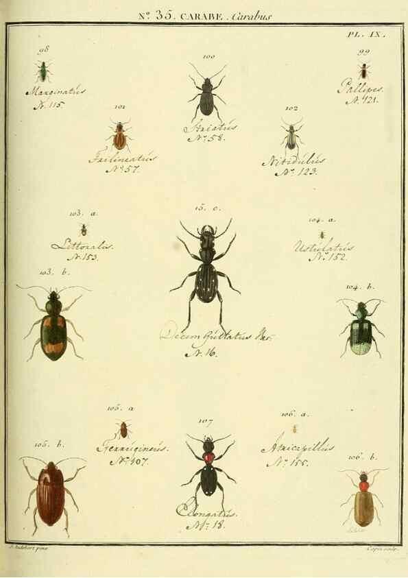 Reproducción/Reproduction 8112706642: Entomologie, ou, Histoire naturelle des insectes :. A Paris :De l'Imprimerie de Baudoin,1789-1808.