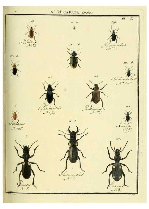 Reproducción/Reproduction 8112707334: Entomologie, ou, Histoire naturelle des insectes :. A Paris :De l'Imprimerie de Baudoin,1789-1808.