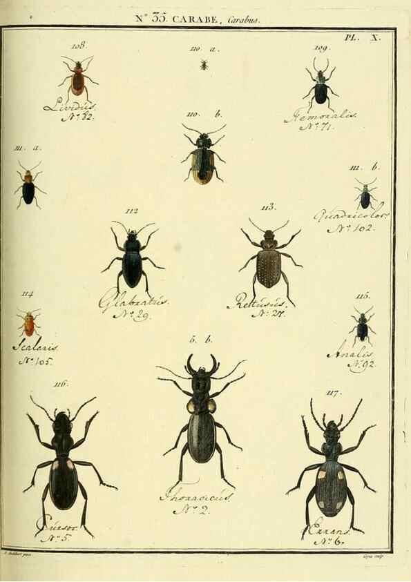 Reproducción/Reproduction 8112707334: Entomologie, ou, Histoire naturelle des insectes :. A Paris :De l'Imprimerie de Baudoin,1789-1808.