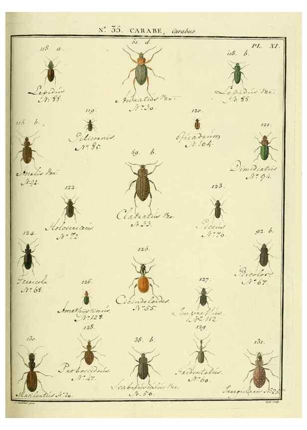 Reproducción/Reproduction 8112707708: Entomologie, ou, Histoire naturelle des insectes :. A Paris :De l'Imprimerie de Baudoin,1789-1808.