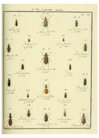 Reproducción/Reproduction 8112707708: Entomologie, ou, Histoire naturelle des insectes :. A Paris :De l'Imprimerie de Baudoin,1789-1808.