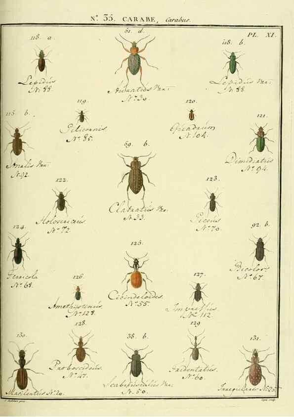 Reproducción/Reproduction 8112707708: Entomologie, ou, Histoire naturelle des insectes :. A Paris :De l'Imprimerie de Baudoin,1789-1808.