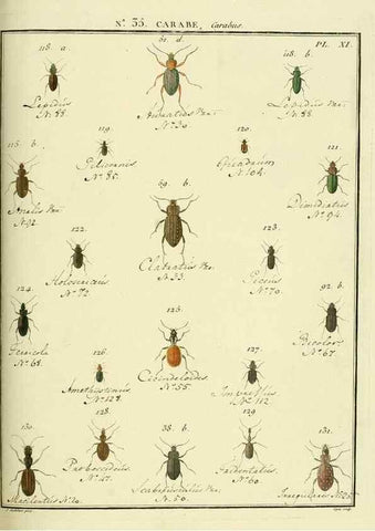 Reproducción/Reproduction 8112707708: Entomologie, ou, Histoire naturelle des insectes :. A Paris :De l'Imprimerie de Baudoin,1789-1808.