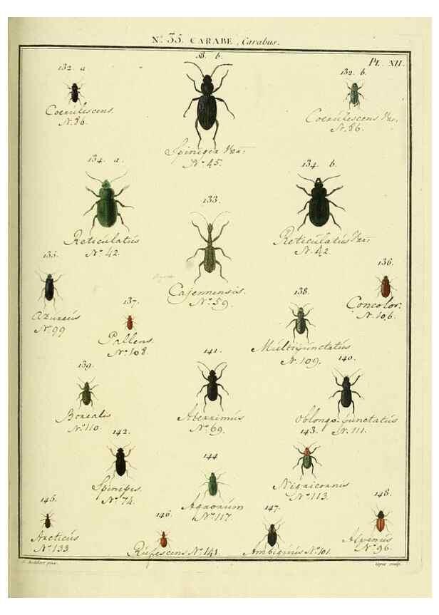 Reproducción/Reproduction 8112708074: Entomologie, ou, Histoire naturelle des insectes :. A Paris :De l'Imprimerie de Baudoin,1789-1808.