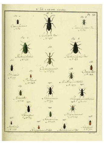 Reproducción/Reproduction 8112708074: Entomologie, ou, Histoire naturelle des insectes :. A Paris :De l'Imprimerie de Baudoin,1789-1808.
