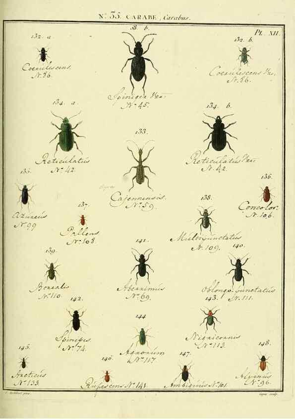 Reproducción/Reproduction 8112708074: Entomologie, ou, Histoire naturelle des insectes :. A Paris :De l'Imprimerie de Baudoin,1789-1808.