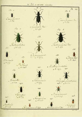 Reproducción/Reproduction 8112708074: Entomologie, ou, Histoire naturelle des insectes :. A Paris :De l'Imprimerie de Baudoin,1789-1808.