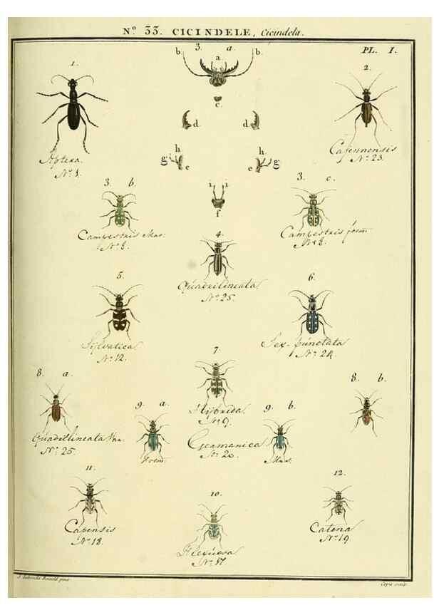 Reproducción/Reproduction 8112692135: Entomologie, ou, Histoire naturelle des insectes :. A Paris :De l'Imprimerie de Baudoin,1789-1808.