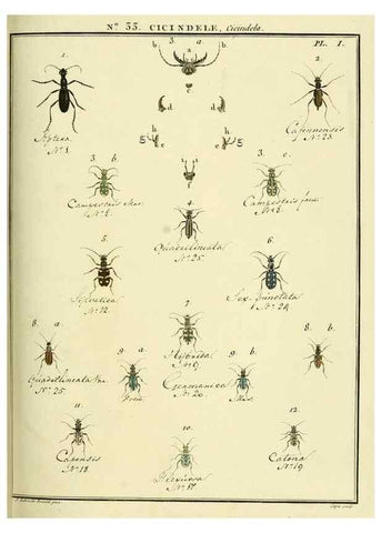 Reproducción/Reproduction 8112692135: Entomologie, ou, Histoire naturelle des insectes :. A Paris :De l'Imprimerie de Baudoin,1789-1808.