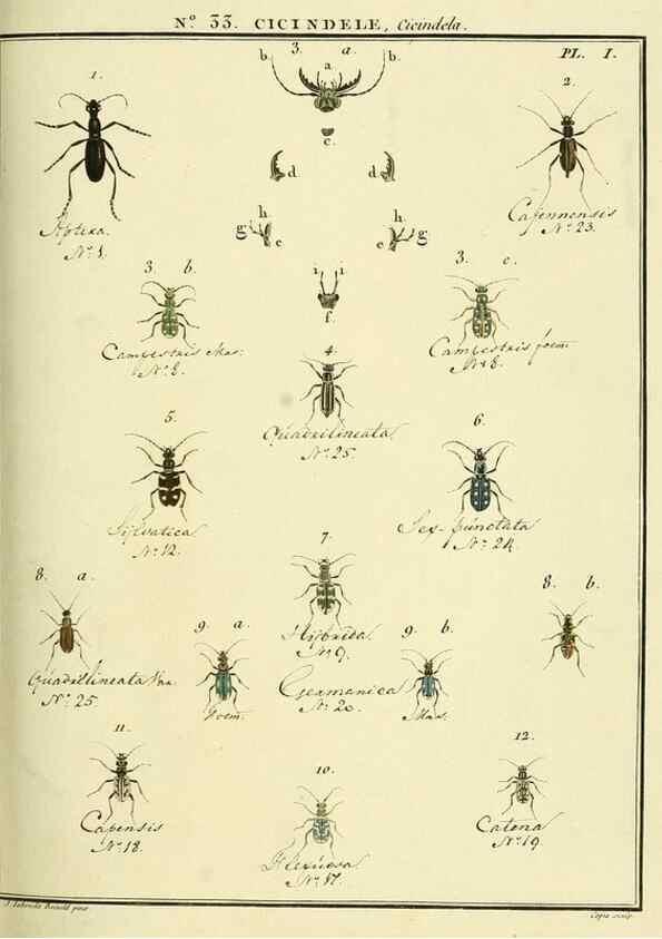 Reproducción/Reproduction 8112692135: Entomologie, ou, Histoire naturelle des insectes :. A Paris :De l'Imprimerie de Baudoin,1789-1808.