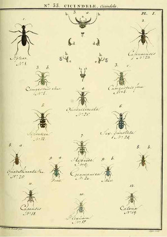 Reproducción/Reproduction 8112692135: Entomologie, ou, Histoire naturelle des insectes :. A Paris :De l'Imprimerie de Baudoin,1789-1808.