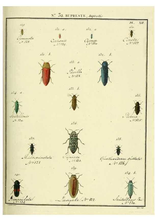 Reproducción/Reproduction 8112700978: Entomologie, ou, Histoire naturelle des insectes :. A Paris :De l'Imprimerie de Baudoin,1789-1808.