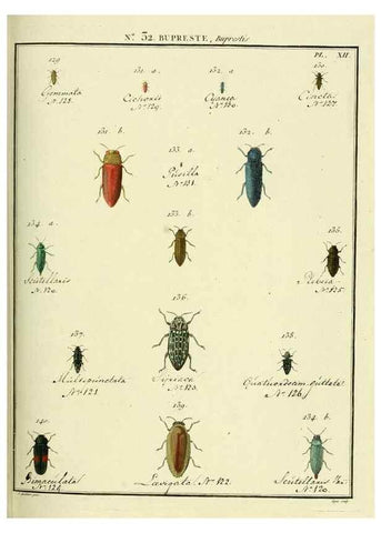 Reproducción/Reproduction 8112700978: Entomologie, ou, Histoire naturelle des insectes :. A Paris :De l'Imprimerie de Baudoin,1789-1808.