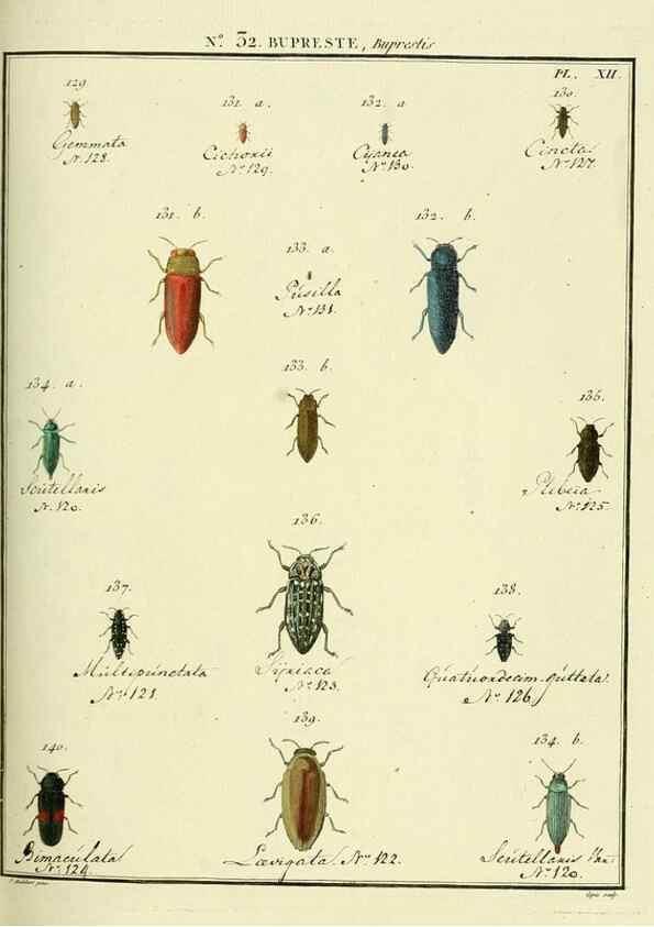 Reproducción/Reproduction 8112700978: Entomologie, ou, Histoire naturelle des insectes :. A Paris :De l'Imprimerie de Baudoin,1789-1808.
