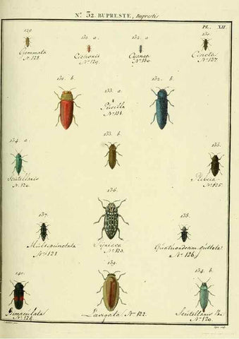 Reproducción/Reproduction 8112700978: Entomologie, ou, Histoire naturelle des insectes :. A Paris :De l'Imprimerie de Baudoin,1789-1808.