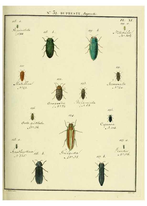 Reproducción/Reproduction 8112691199: Entomologie, ou, Histoire naturelle des insectes :. A Paris :De l'Imprimerie de Baudoin,1789-1808.
