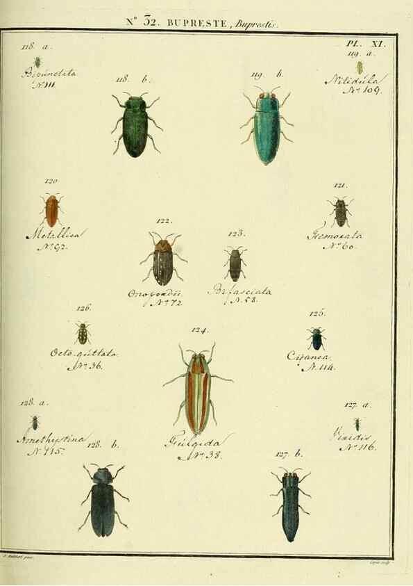 Reproducción/Reproduction 8112691199: Entomologie, ou, Histoire naturelle des insectes :. A Paris :De l'Imprimerie de Baudoin,1789-1808.