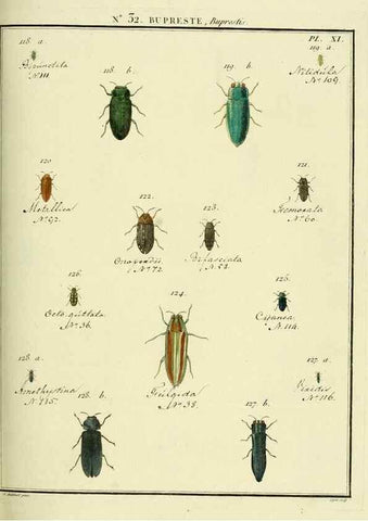 Reproducción/Reproduction 8112691199: Entomologie, ou, Histoire naturelle des insectes :. A Paris :De l'Imprimerie de Baudoin,1789-1808.