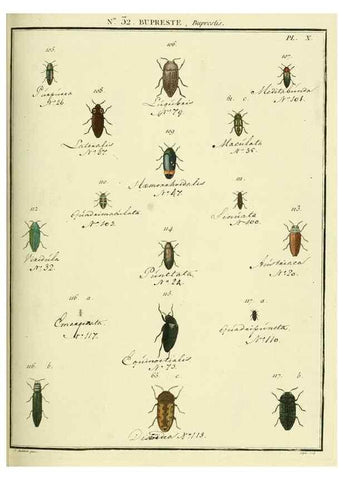 Reproducción/Reproduction 8112690639: Entomologie, ou, Histoire naturelle des insectes :. A Paris :De l'Imprimerie de Baudoin,1789-1808.