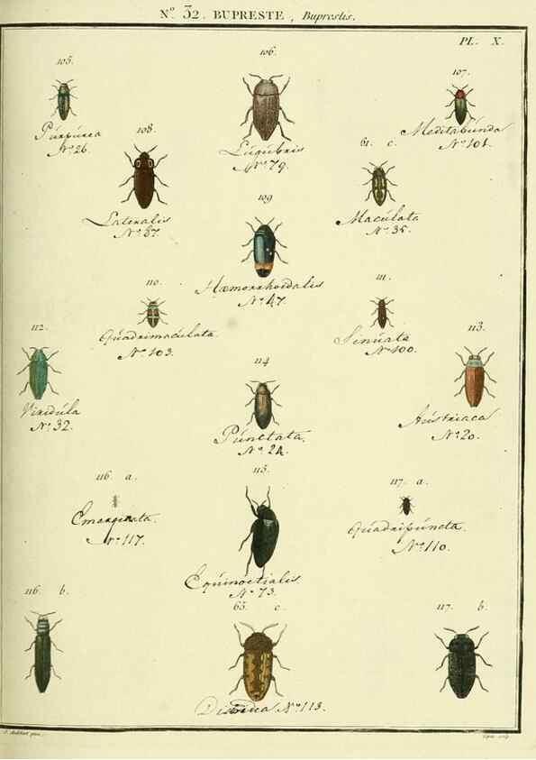 Reproducción/Reproduction 8112690639: Entomologie, ou, Histoire naturelle des insectes :. A Paris :De l'Imprimerie de Baudoin,1789-1808.