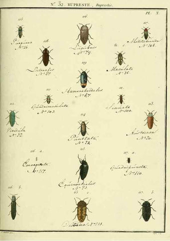 Reproducción/Reproduction 8112690639: Entomologie, ou, Histoire naturelle des insectes :. A Paris :De l'Imprimerie de Baudoin,1789-1808.