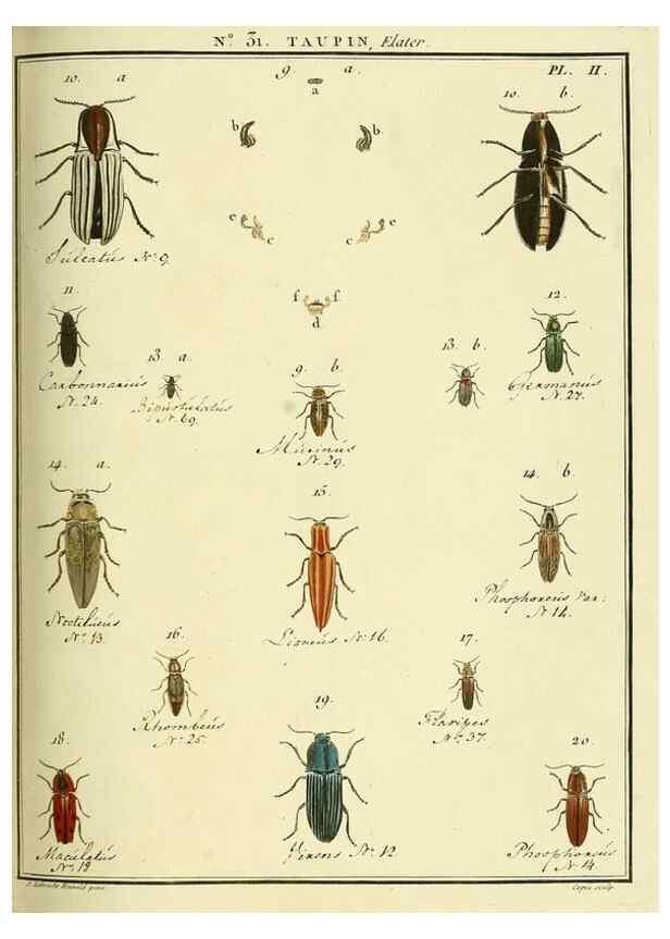 Reproducción/Reproduction 8112693330: Entomologie, ou, Histoire naturelle des insectes :. A Paris :De l'Imprimerie de Baudoin,1789-1808.