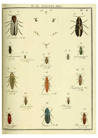 Reproducción/Reproduction 8112693330: Entomologie, ou, Histoire naturelle des insectes :. A Paris :De l'Imprimerie de Baudoin,1789-1808.