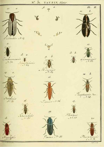 Reproducción/Reproduction 8112693330: Entomologie, ou, Histoire naturelle des insectes :. A Paris :De l'Imprimerie de Baudoin,1789-1808.