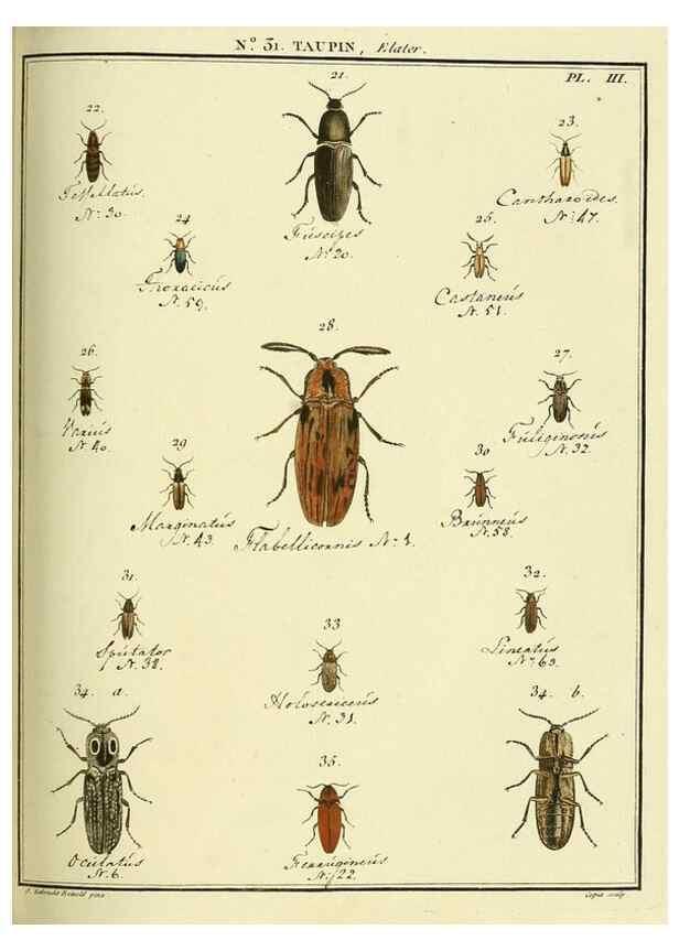 Reproducción/Reproduction 8112693736: Entomologie, ou, Histoire naturelle des insectes :. A Paris :De l'Imprimerie de Baudoin,1789-1808.