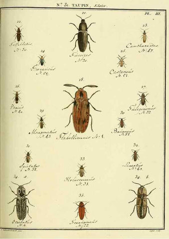Reproducción/Reproduction 8112693736: Entomologie, ou, Histoire naturelle des insectes :. A Paris :De l'Imprimerie de Baudoin,1789-1808.