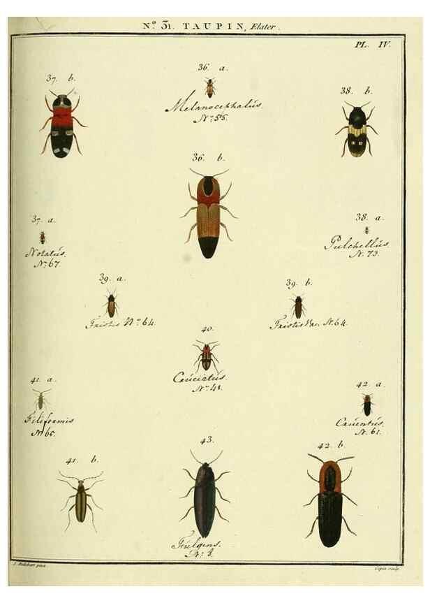 Reproducción/Reproduction 8112694174: Entomologie, ou, Histoire naturelle des insectes :. A Paris :De l'Imprimerie de Baudoin,1789-1808.