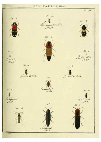 Reproducción/Reproduction 8112694174: Entomologie, ou, Histoire naturelle des insectes :. A Paris :De l'Imprimerie de Baudoin,1789-1808.