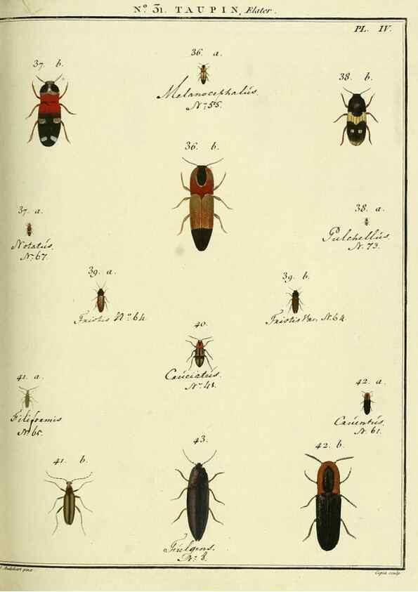 Reproducción/Reproduction 8112694174: Entomologie, ou, Histoire naturelle des insectes :. A Paris :De l'Imprimerie de Baudoin,1789-1808.