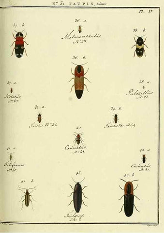 Reproducción/Reproduction 8112694174: Entomologie, ou, Histoire naturelle des insectes :. A Paris :De l'Imprimerie de Baudoin,1789-1808.