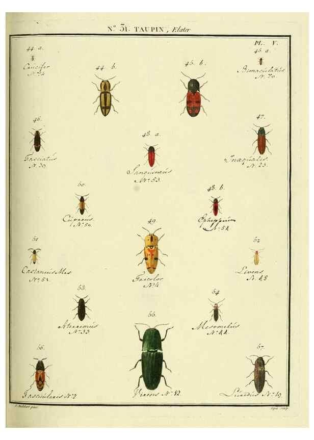 Reproducción/Reproduction 8112694514: Entomologie, ou, Histoire naturelle des insectes :. A Paris :De l'Imprimerie de Baudoin,1789-1808.