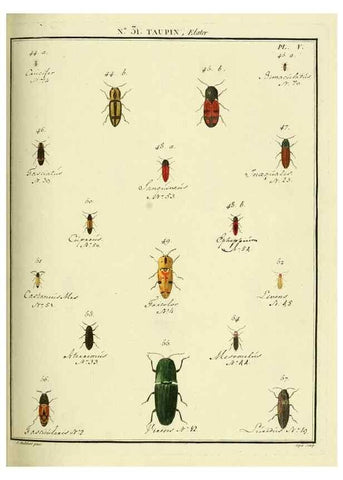 Reproducción/Reproduction 8112694514: Entomologie, ou, Histoire naturelle des insectes :. A Paris :De l'Imprimerie de Baudoin,1789-1808.
