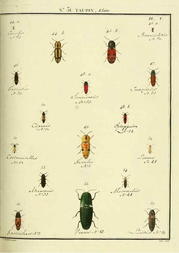 Reproducción/Reproduction 8112694514: Entomologie, ou, Histoire naturelle des insectes :. A Paris :De l'Imprimerie de Baudoin,1789-1808.