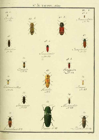 Reproducción/Reproduction 8112694514: Entomologie, ou, Histoire naturelle des insectes :. A Paris :De l'Imprimerie de Baudoin,1789-1808.