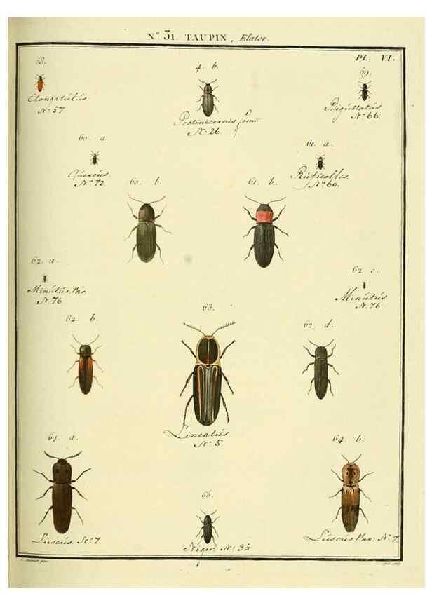 Reproducción/Reproduction 8112694892: Entomologie, ou, Histoire naturelle des insectes :. A Paris :De l'Imprimerie de Baudoin,1789-1808.