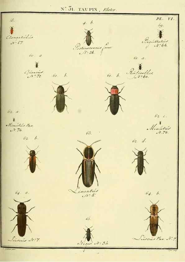 Reproducción/Reproduction 8112694892: Entomologie, ou, Histoire naturelle des insectes :. A Paris :De l'Imprimerie de Baudoin,1789-1808.