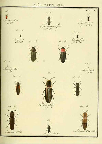 Reproducción/Reproduction 8112694892: Entomologie, ou, Histoire naturelle des insectes :. A Paris :De l'Imprimerie de Baudoin,1789-1808.