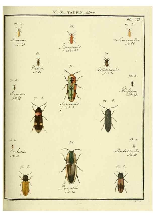 Reproducción/Reproduction 8112685933: Entomologie, ou, Histoire naturelle des insectes :. A Paris :De l'Imprimerie de Baudoin,1789-1808.